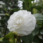 camelia japonica nuccios gem 2