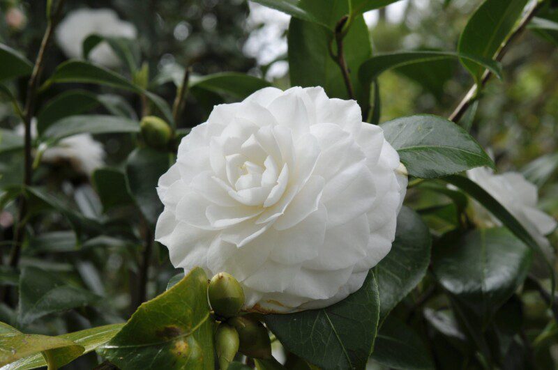 camelia japonica nuccios gem 2 camelia japonica nuccios gem 2