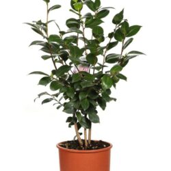 camelia japonica nuccios gem
