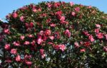 camelia sasanqua cleopatra 1