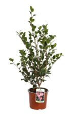 camelia sasanqua cleopatra 2