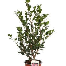 camelia sasanqua cleopatra 2