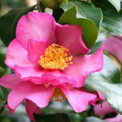camelia sasanqua cleopatra