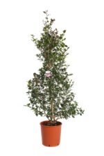 camelia sasanqua cleopatra 4