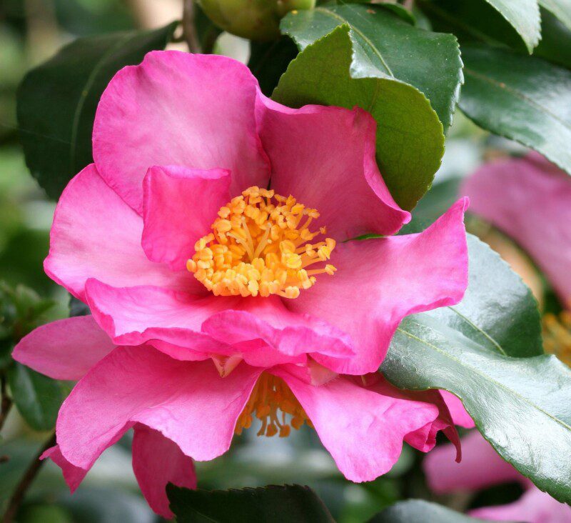 camelia sasanqua cleopatra camelia sasanqua cleopatra