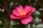 camelia sasanqua crimson king 1