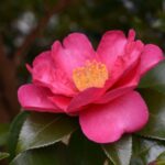 camelia sasanqua crimson king 1