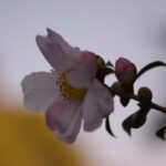 camelia sasanqua hana jiman 1