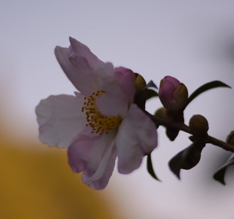 camelia sasanqua hana jiman 1 camelia sasanqua hana jiman 1