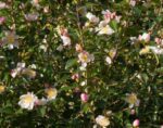 camelia sasanqua hana jiman
