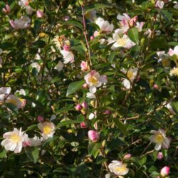 camelia sasanqua hana jiman