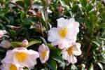 camelia sasanqua hino de gumo