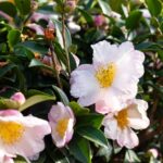 camelia sasanqua hino de gumo