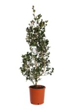 camelia sasanqua hino de gumo 2