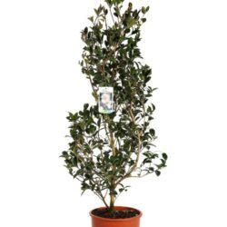 camelia sasanqua hino de gumo 2