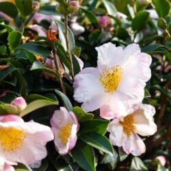camelia sasanqua hino de gumo