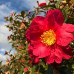camelia sasanqua hiryu 1
