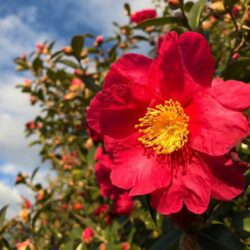 camelia sasanqua hiryu 1