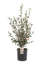camelia sasanqua maiden blush 1