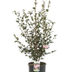 camelia sasanqua maiden blush 1