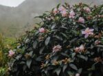 camelia sasanqua maiden blush