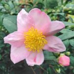 camelia sasanqua maiden blush 4