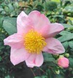 camelia sasanqua maiden blush 4