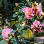 camelia sasanqua plantation