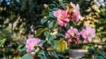 camelia sasanqua plantation