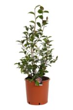 camelia sasanqua plantation 2