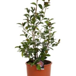 camelia sasanqua plantation 2