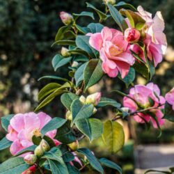 camelia sasanqua plantation