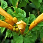 campsis radicans flava bignonia