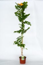campsis radicans flava bignonia 2
