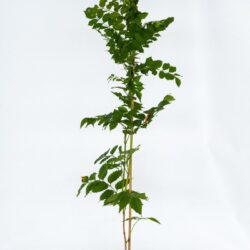 campsis radicans flava bignonia 2