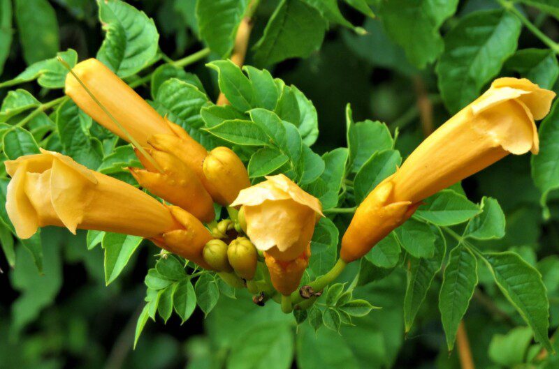 campsis radicans flava bignonia