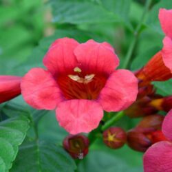 campsis radicans stromboli bignonia 1