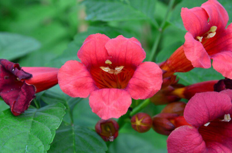 campsis radicans stromboli bignonia 1