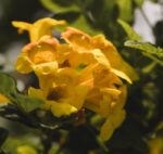 campsis tagliabuana golden trumpet bignonia