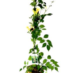 campsis tagliabuana golden trumpet bignonia 2