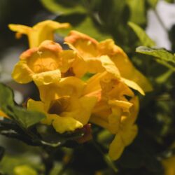 campsis tagliabuana golden trumpet bignonia
