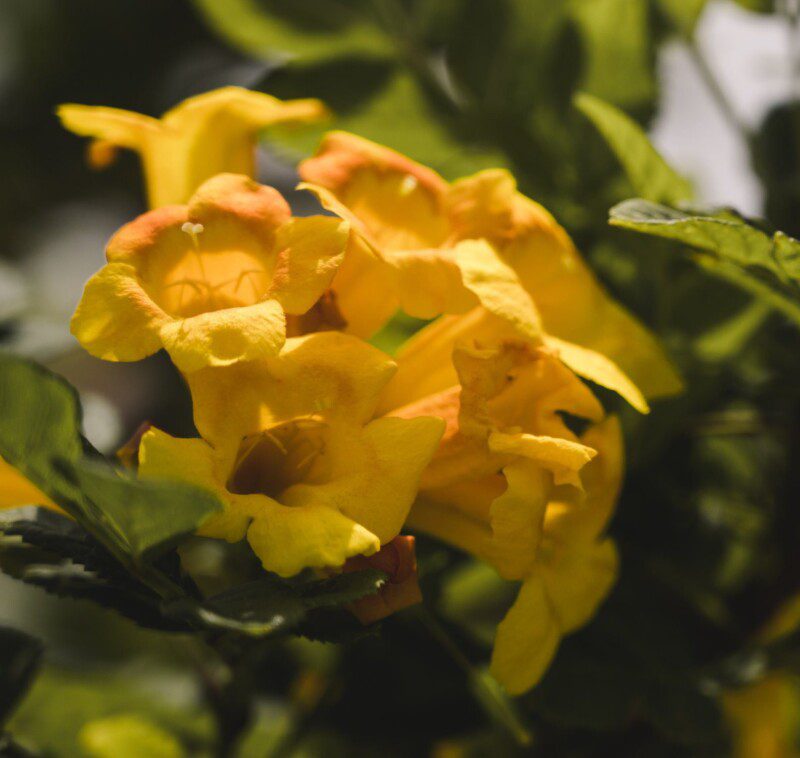 campsis tagliabuana golden trumpet bignonia