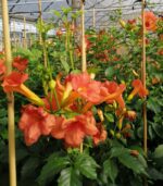 campsis tagliabuana madame galen bignonia 1