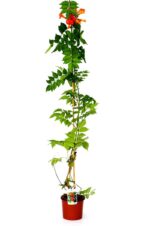 campsis tagliabuana madame galen bignonia 2