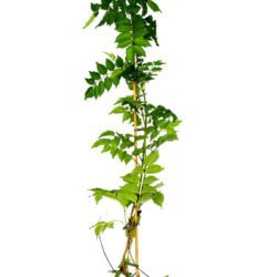 campsis tagliabuana madame galen bignonia 2
