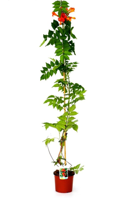 campsis tagliabuana madame galen bignonia 2