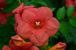 campsis tagliabuana madame galen bignonia 3