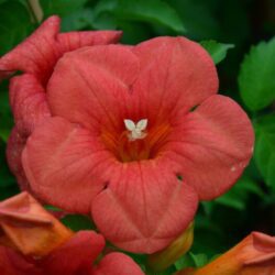 campsis tagliabuana madame galen bignonia 3
