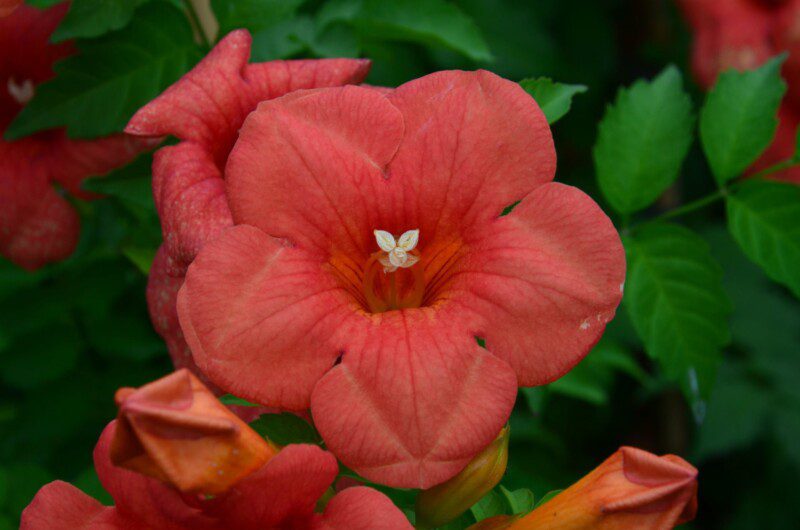 campsis tagliabuana madame galen bignonia 3