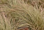 carex comans milk chocolate carice